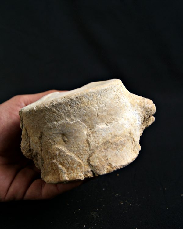 Vértebra de Plesiosaurio