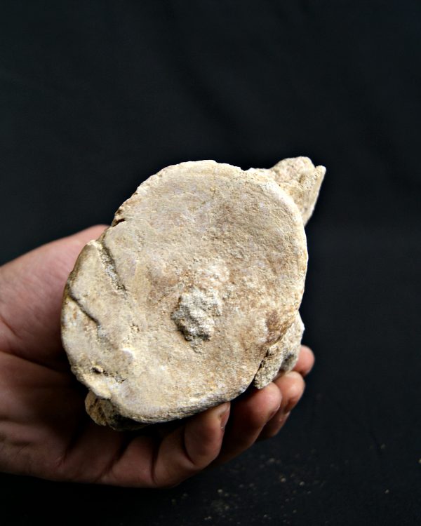 Vértebra de Plesiosaurio