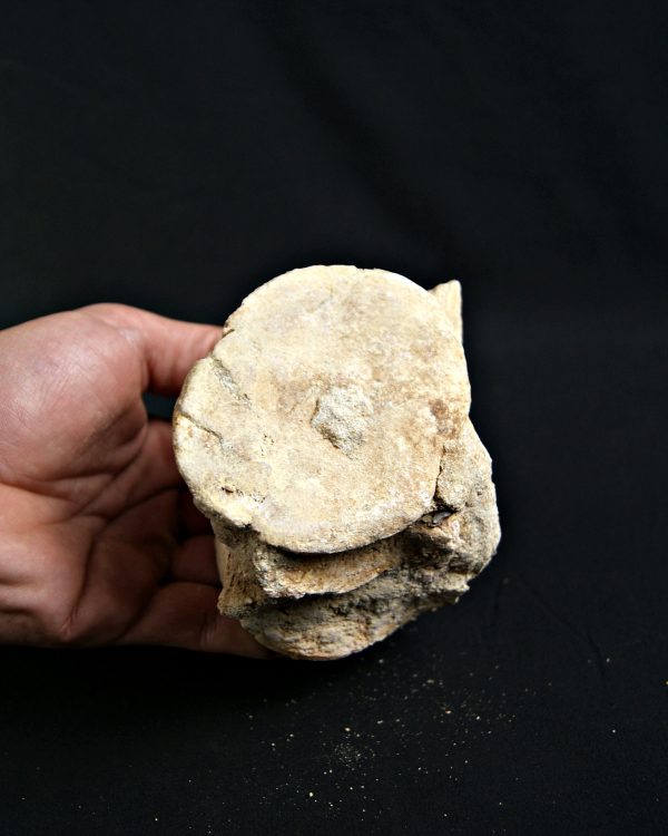 Vértebra de Plesiosaurio