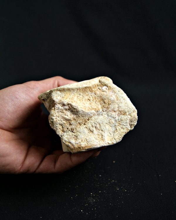 Vértebra de Plesiosaurio