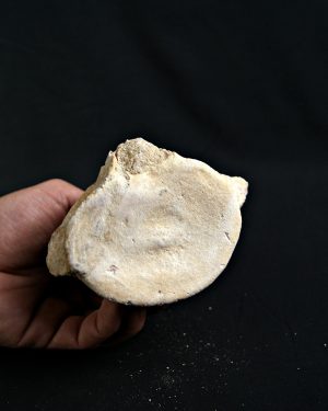 Vértebra de Plesiosaurio