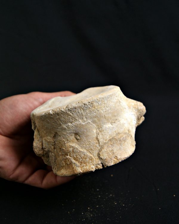 Vértebra de Plesiosaurio