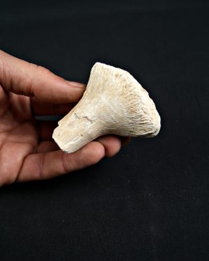 SONY DSC Hueso de aleta