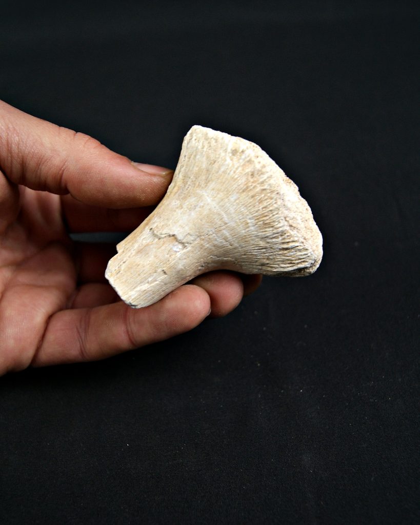 Hueso de aleta