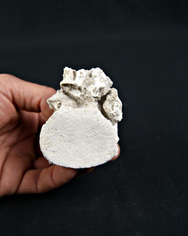 Vértebra de Mosasaurio