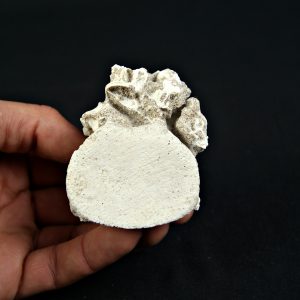 Vértebra de Mosasaurio