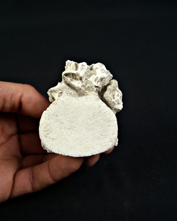 Vértebra de Mosasaurio