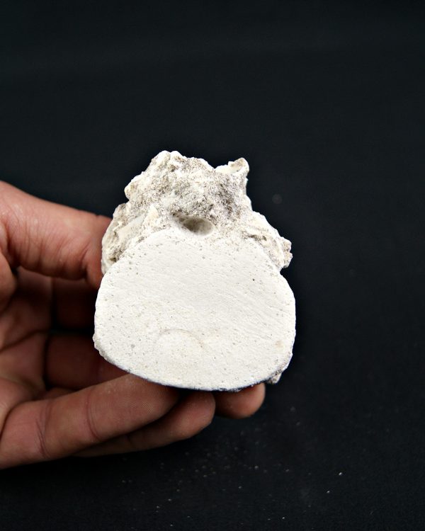 Vértebra de Mosasaurio