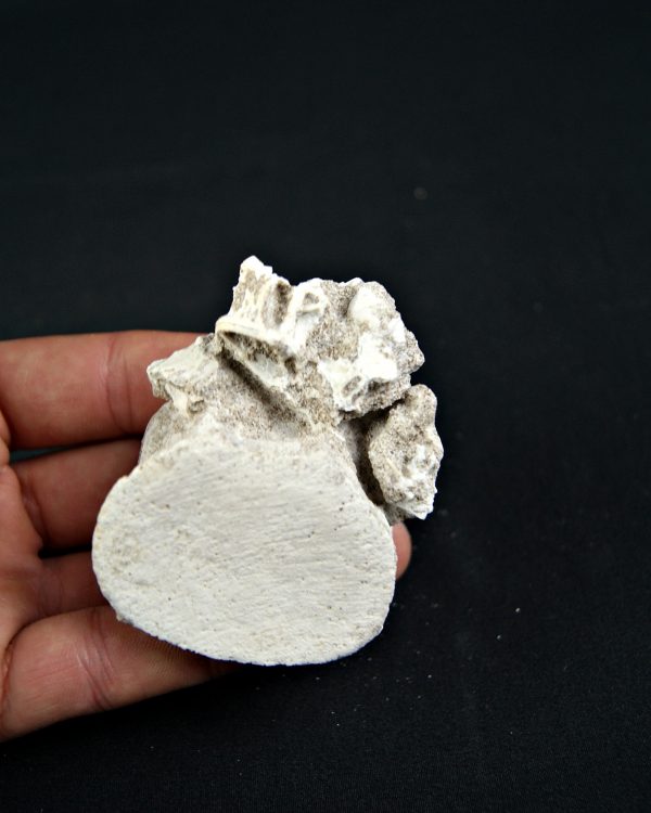 Vértebra de Mosasaurio