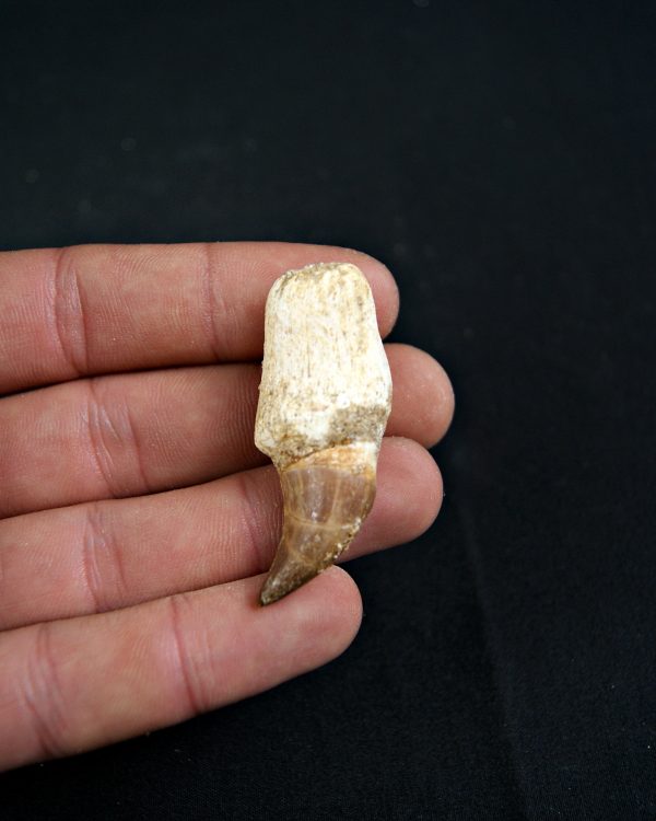 Diente de Eremiasaurus heterodontus