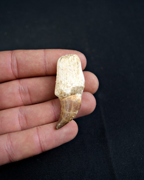 Diente de Eremiasaurus heterodontus