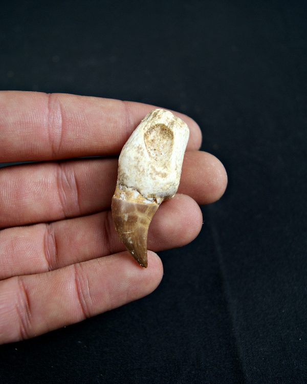 Diente de Eremiasaurus heterodontus