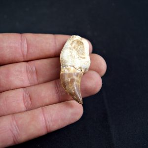 Diente de Eremiasaurus heterodontus