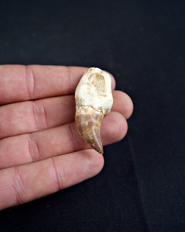 Diente de Eremiasaurus heterodontus