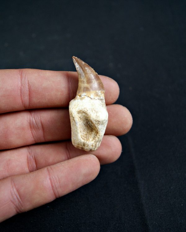 Diente de Eremiasaurus heterodontus