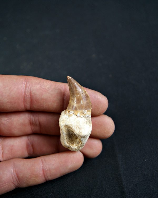 Diente de Eremiasaurus heterodontus