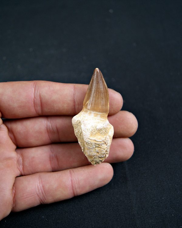 Diente de Liodon anceps