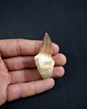 SONY DSC Diente de Liodon anceps