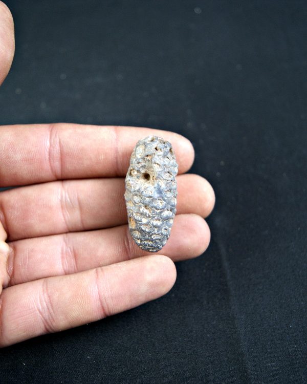 Piña fósil de conífera