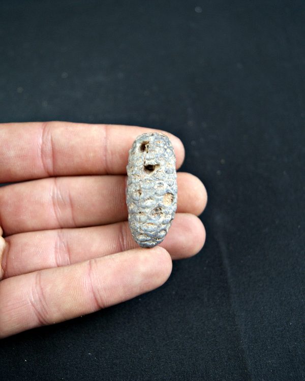 Piña fósil de conífera