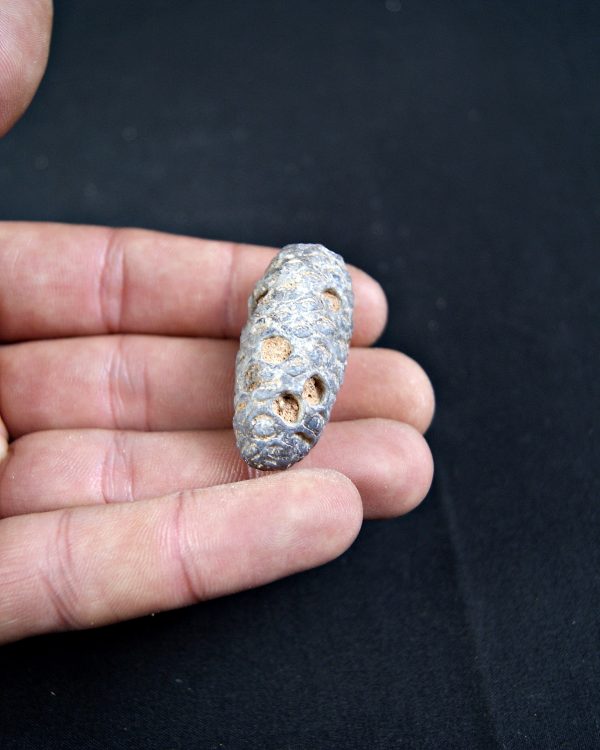 Piña fósil de conífera