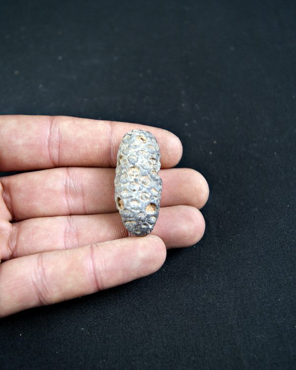 Piña fósil de conífera