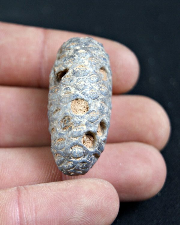 Piña fósil de conífera