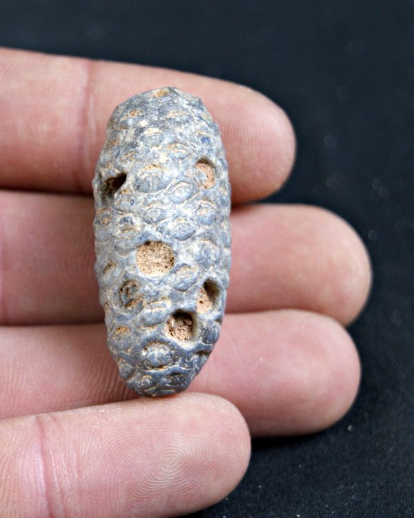 Piña fósil de conífera