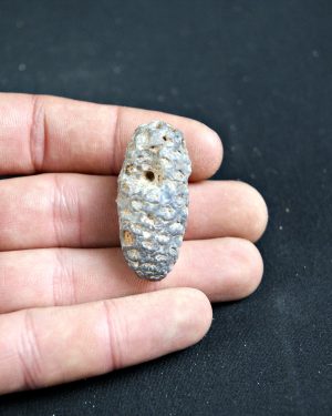 Piña fósil de conífera