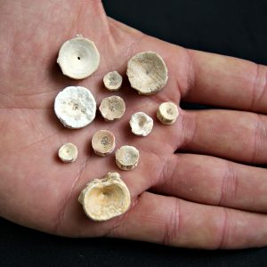 Colección de Vértebras de Tiburón