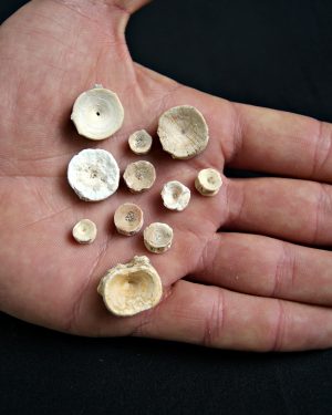 Colección de Vértebras de Tiburón