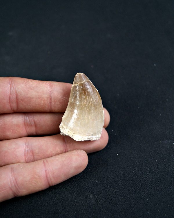 Diente de Mosasaurio