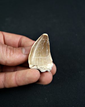 SONY DSC Diente de Mosasaurio