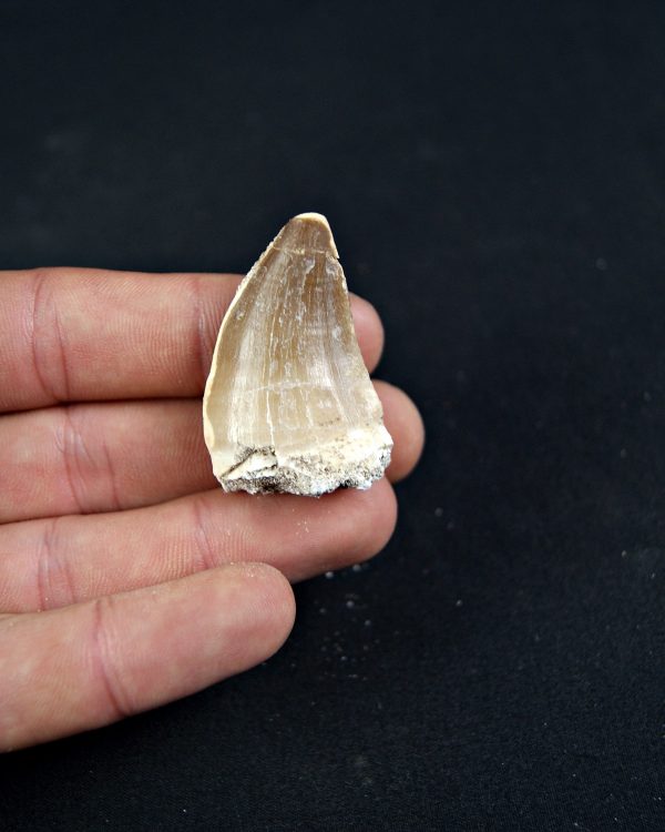 Diente de Mosasaurio