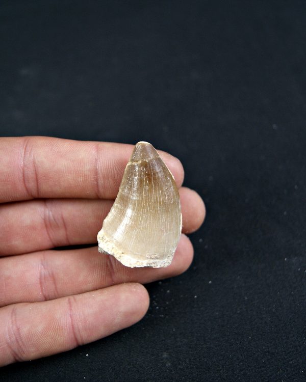 Diente de Mosasaurio