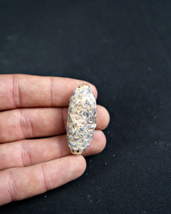 Piña fósil de conífera