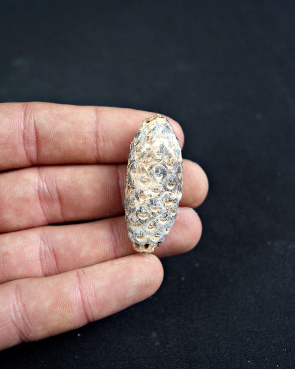 Piña fósil de conífera