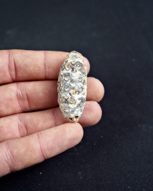 Piña fósil de conífera