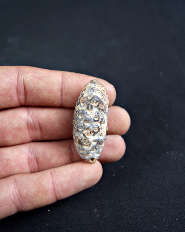 Piña fósil de conífera