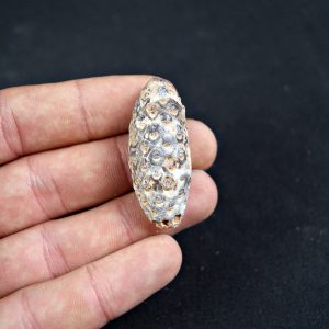 Piña fósil de conífera