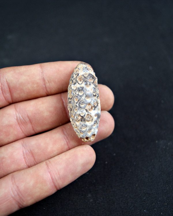 Piña fósil de conífera