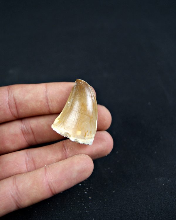 Diente de Mosasaurio