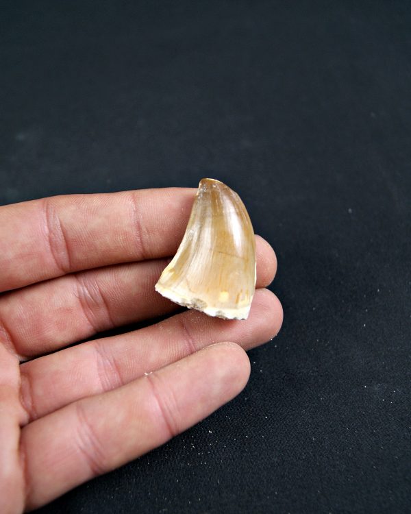 Diente de Mosasaurio