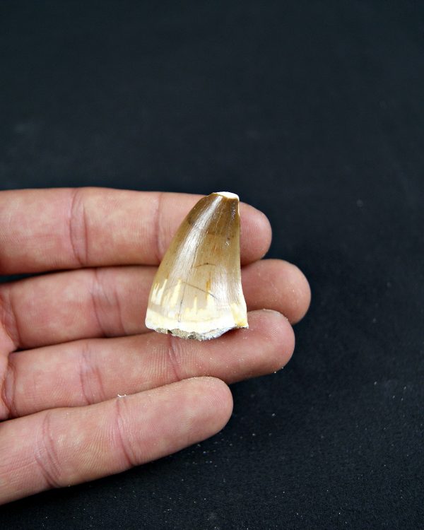 Diente de Mosasaurio