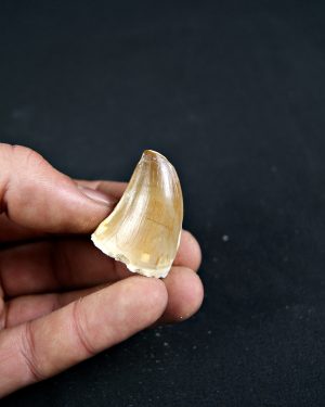 SONY DSC Diente de Mosasaurio