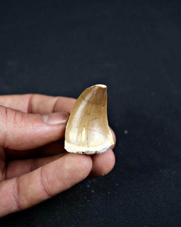 Diente de Mosasaurio