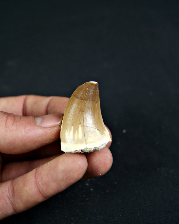 Diente de Mosasaurio