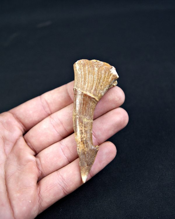 Onchopristis numidus