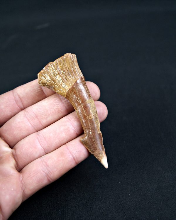 Onchopristis numidus