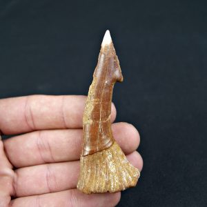 Onchopristis numidus